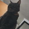 kittywenee