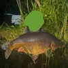 carp_master18