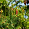 green_doma