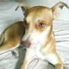 estrela..ii