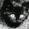 xdmew_