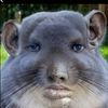 cornelius.cumberbatch1