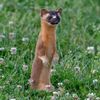 lilweasel_