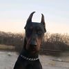 _doberman_na_mersedese_