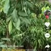 1006ng0