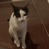 fifi_mycats