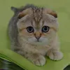 dieeaja