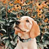 jules_sunshines