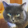 animals2640
