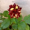 abidabdula0