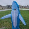 sharkyadventures8
