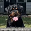 Koda the Rottie