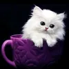 zahrafero1