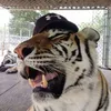 kittydevourer2856