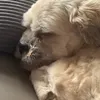 ilikemydogsmorethanyou
