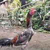 anak_ayam660
