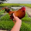thanhgatre3939