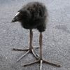 apparentlybird_