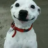 Animais 01