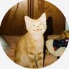 mycatscheekbones
