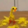 iam_achicken