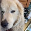 fuchiawolf