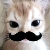 ppuffy_