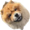 mrbearchowchow