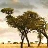 somandladube