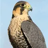 nestloser