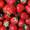 amo_le_fragole_