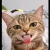 puqimae3