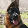 piero.forlano