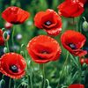 herbaceous_poppy
