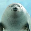 phat_seal_
