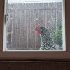 cochickens