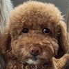 toypoodlecedric