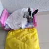 sophiajuju44
