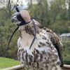 talonsandspurs