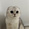 mewfold
