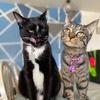 __cosmic__cats__