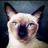 carocatlady86