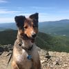 lagunadog