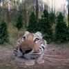 holobisngetanngulon