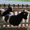 Heritage Farm WV