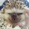 _turbo_hedgehog_