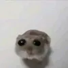 hayhodao