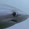 w1gglesw0rm