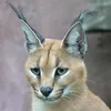 tawfikjuanito
