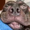 ronniethedog3